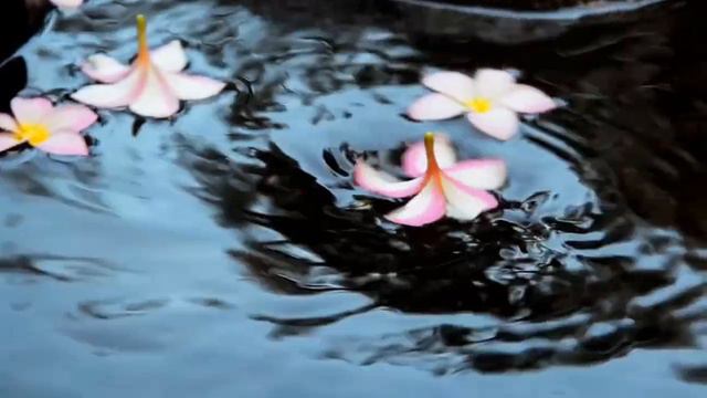 The Plumeria Waltz смотреть онлайн