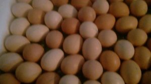 Инкубация куриных яиц !Важно 6 день инкубации . Что необходимо знать !