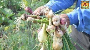 Лук шалот Описание, разновидности и основные достоинства сортов лука шалота Дачные советы