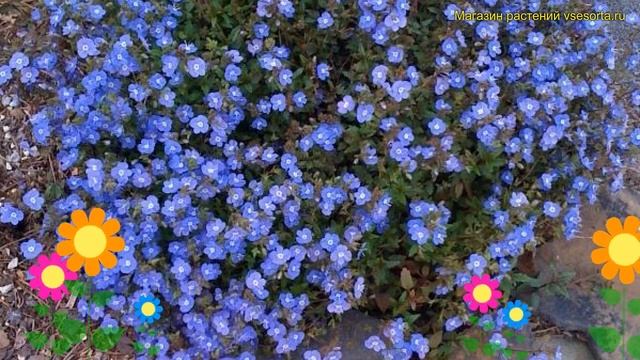 Вероника цветоножковая Джорджия Блу. Краткий обзор, описание veronica spicata Georgia Blue смотреть онлайн