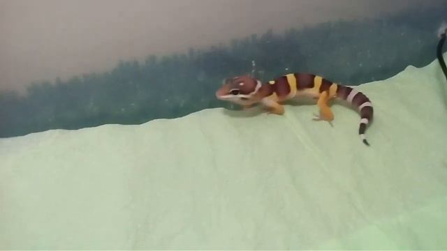 Прогулка малыша под УФ лампой. смотреть онлайн