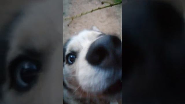 Хаски едят черемуху смотреть онлайн