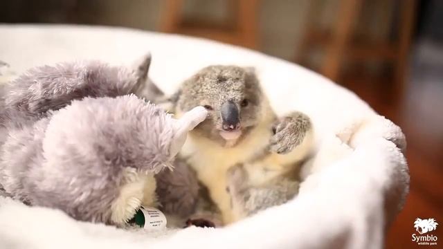 Очень милая коала! смотреть онлайн