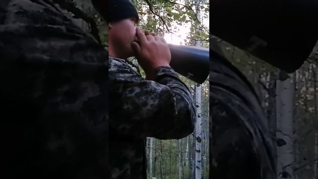 охота на лося в период гона. что для этого необходимо. смотреть онлайн