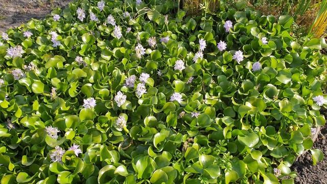 Водяний гіацинт квітне холодною осенью без особих умов. смотреть онлайн