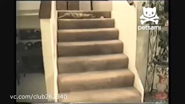 Кот скатывается по лестнице .flv смотреть онлайн