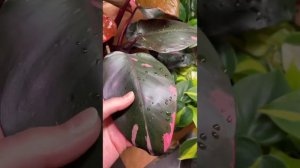 Филодендрон Розовая Принцесса / Philodendron pink princess