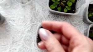 Петуния, выращивание из семян, обзор сортов, первая пикировка 24.02.2023🌿🌿🌿