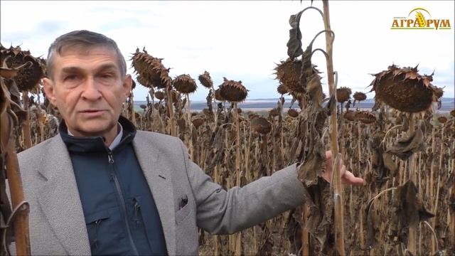 Десикация подсолнечника вентиляторным опрыскивателем ТУМАН-2М. Рекомендации по применению смотреть онлайн