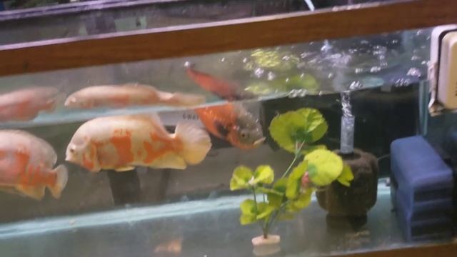 The World's Largest Private Home Aquarium Tour - MONSTER FISH at OHIO FISH RESCUE смотреть онлайн