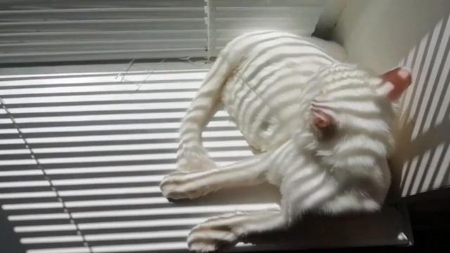 Почему кошка закапывает миску? | Что делать если кошка закапывает еду? смотреть онлайн