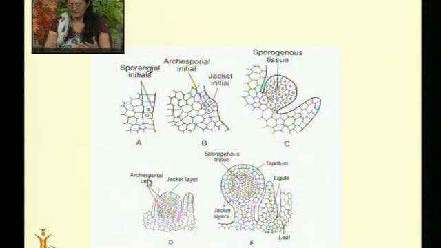 Selaginella Life History Part 2