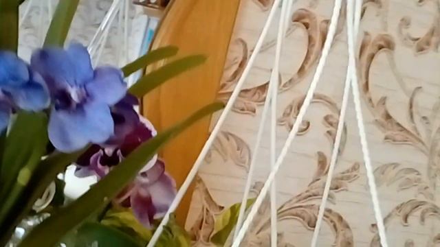 Орхидея Ванда Blue Ocean Блю Оушен Голубой Океан смотреть онлайн