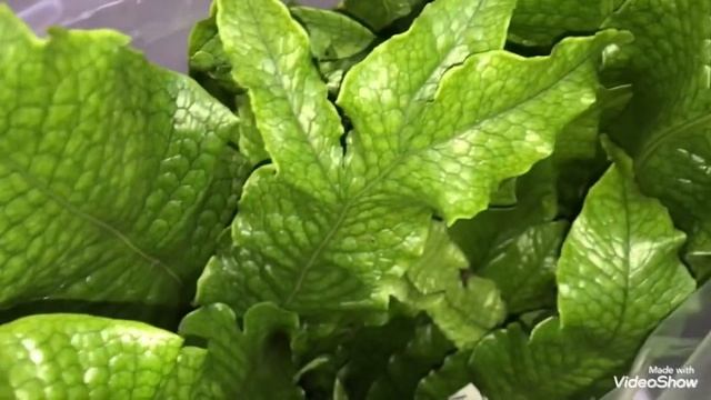 Калатеи Вайт Фьюжн и Алоказию Шкуру Дракона покупаем Вместе! смотреть онлайн