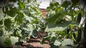 Огурец сорта кураж особенности посадки и выращивания