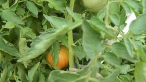 Томат Семен Безголовый. Вегетационный период.