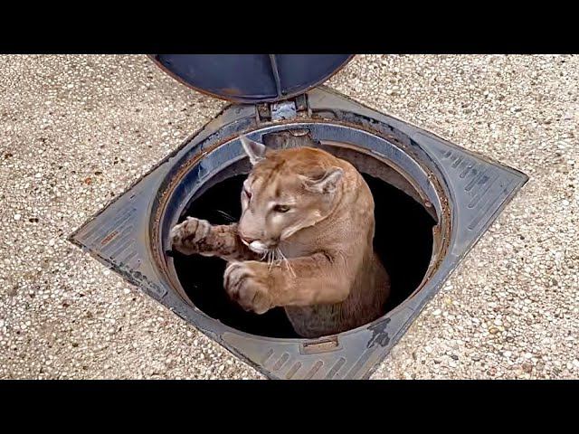 Месси потерял Сашу и прыгнул в колодец! смотреть онлайн