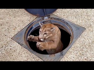 Месси потерял Сашу и прыгнул в колодец!