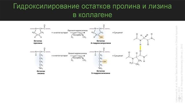 Биохимия внеклеточного матрикса смотреть онлайн