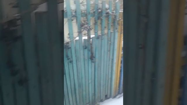 Девичий виноград зимой. смотреть онлайн