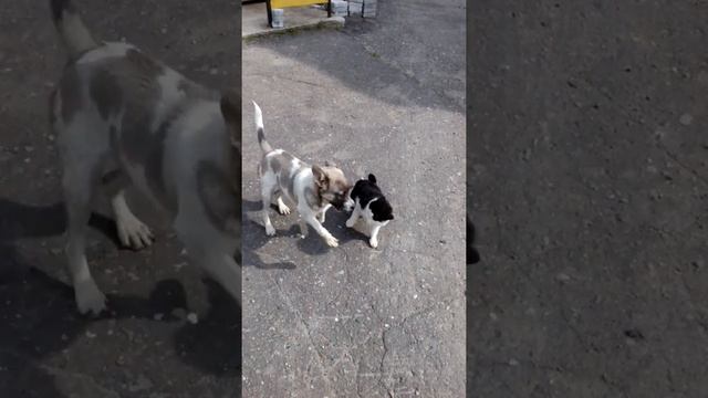 Кот меланхолик смотреть онлайн