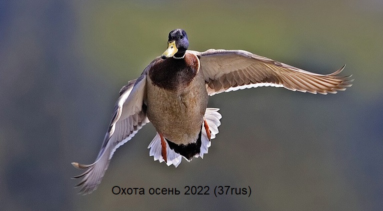Охота на утку с подхода. Охота осенью 2022 смотреть онлайн