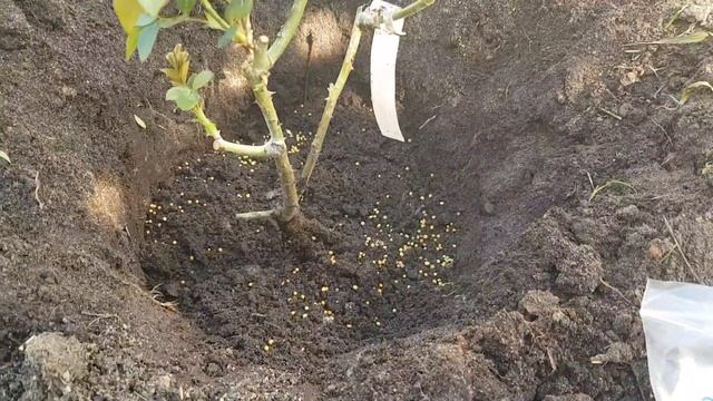 Сажаю розы на ПМЖ/ Весенняя посадка роз в грунт/Как посадить розу весной смотреть онлайн
