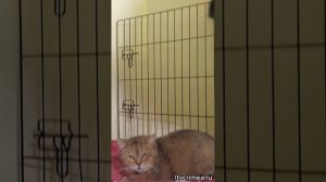 Мемный котик, который видел всё в этой жизни 😂