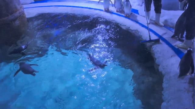 Phu Quoc: Рай для Развлечений - Открываем VinWonders Парк вместе