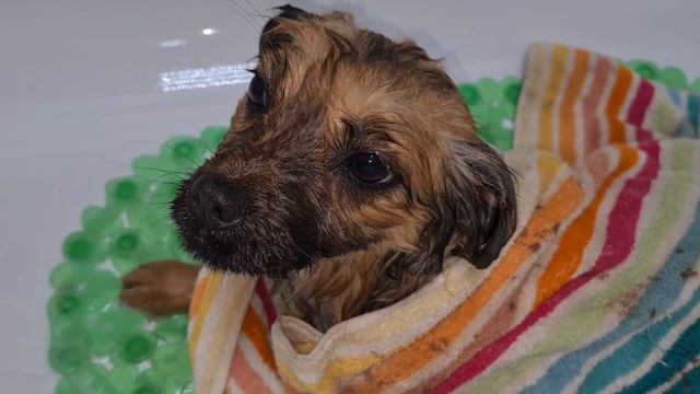 Бездомная собака на груминге/Нам подменили собачку?) смотреть онлайн