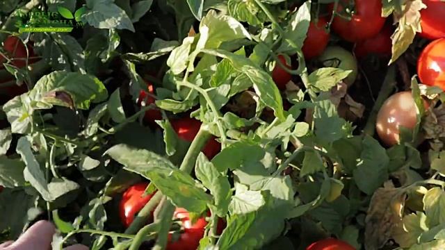 РЕД ПАК F1 - ранний, урожайный, красный томат 160 - 200 г от Rijder Seeds, долго плодоносит! смотреть онлайн