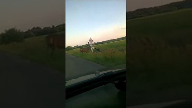 пьяный олень смотреть онлайн