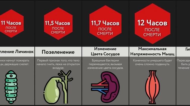 Тело После Смерти смотреть онлайн