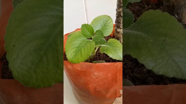 #Shorts Panikoorka or Plectranthus amboinicus or Mexican mint spice grown indoor from stem cuttings смотреть онлайн
