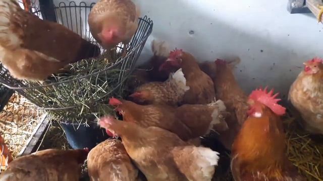 Содержание кур в холодном Курятнике//Какие куры несутся зимой//куры Мини Мясные палевые и Брессы ?? смотреть онлайн