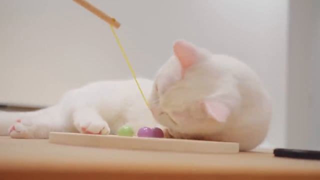 Don't Use My Worst Smile as Thumbnail - Lucky Paws | Day 63 @ Baby Kittens Day 1 to Day 100 Vlogs смотреть онлайн