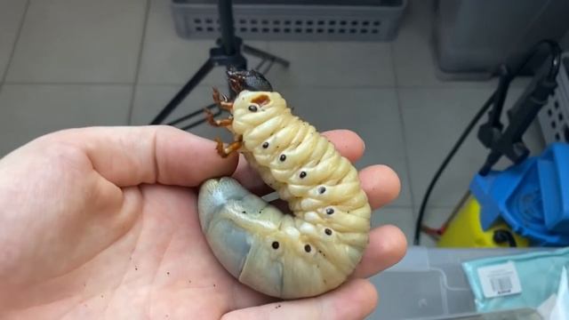 Hercules Beetle Lifecycle
