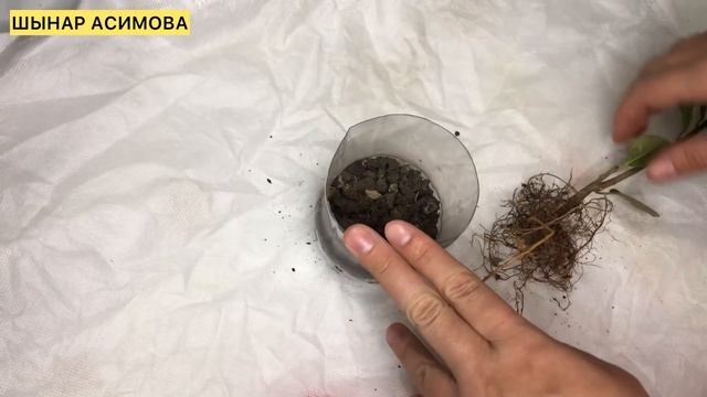 МИЛЛИОНЕРША ГҮЛІНІҢ КҮТІМІ❗️Фикус Мокламе смотреть онлайн