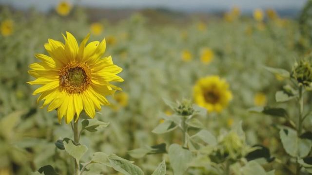This is Byron Bay // Cinematic travel film смотреть онлайн