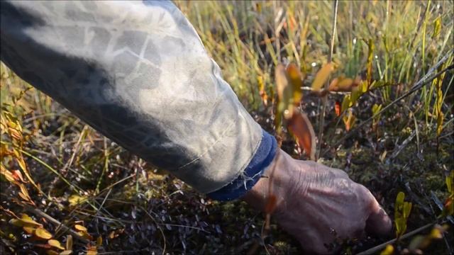 За клюквой. Болото Большие Торфа. смотреть онлайн