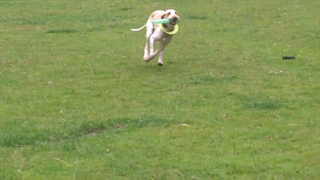 Bracco Italiano Winnie. смотреть онлайн