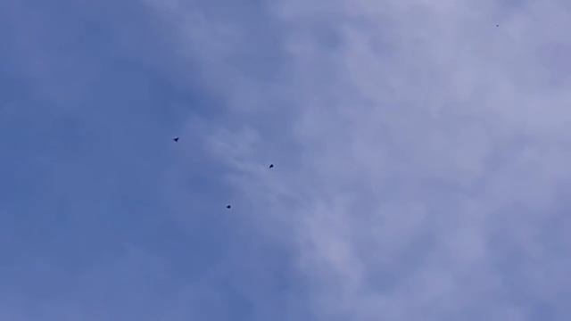 Голуби Артамоны смотреть онлайн