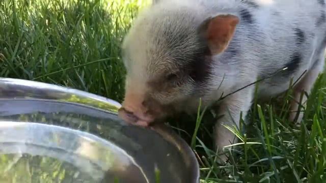 Blowing bubbles, Part 1 смотреть онлайн