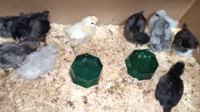 Цыплята 10 дней. 🐤 Китайские шёлковые, бентамки, маран смотреть онлайн