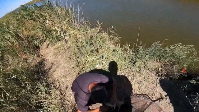 Рыбалка сазан ловиться на донки , возле моря !! смотреть онлайн