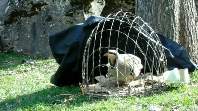 Каменная Куропатка (Кеклик)в Таджикистане 2020 Кабки Хонаги дар Кафас 2020 Keklik in Tajikistan смотреть онлайн