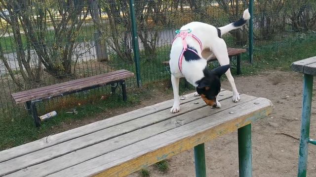 Маруся прыгает на собачьей площадке смотреть онлайн