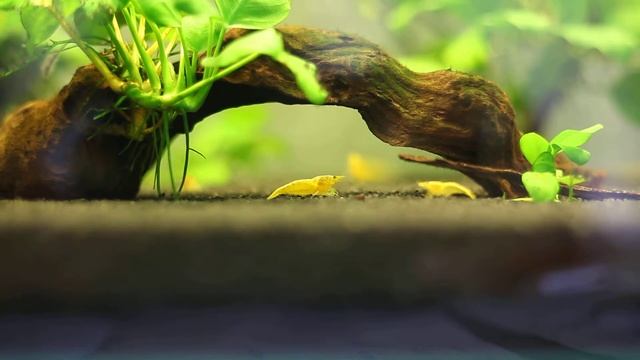 Креветка желтая Neocaridina --Yellow neon Neocaridina смотреть онлайн