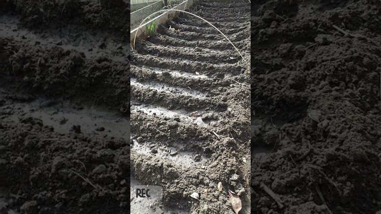 Первые посевы семян в ОТКРЫТЫЙ ГРУНТ ☘️ Как посеять РУККОЛу ☘️27 марта #огород #посевсемян #дача смотреть онлайн