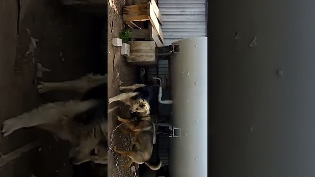 Сут по кругу смотреть онлайн